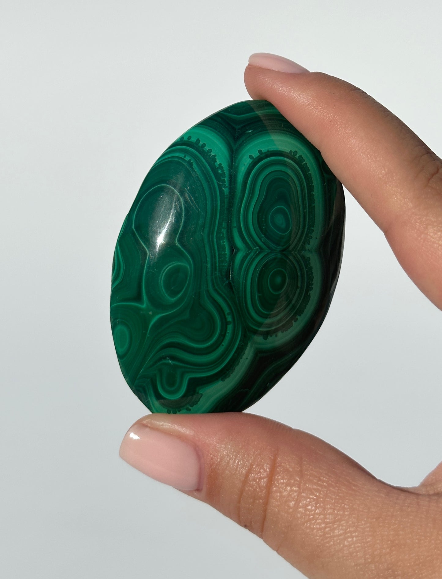 Malachite Palm