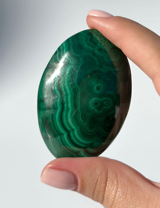 Malachite Palm