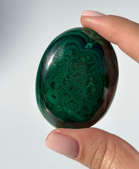 Malachite Palm