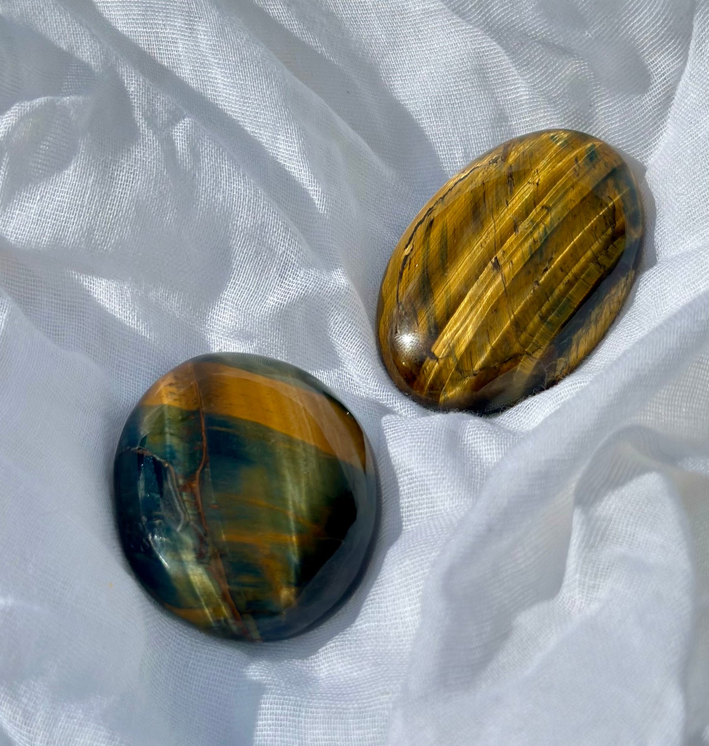 Tiger Eye Palm